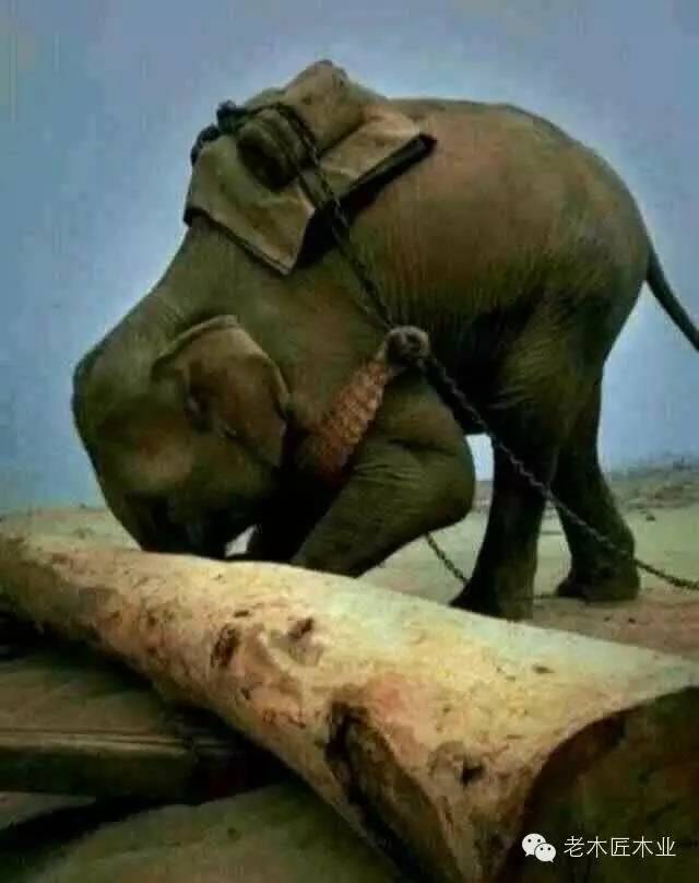 實木家具為什么這么貴