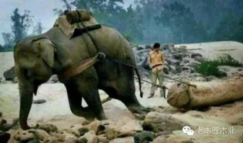 實木家具為什么這么貴